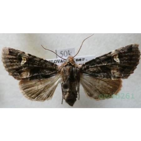 Rileyiana fovea (Treitschke, 1825) Czech50k